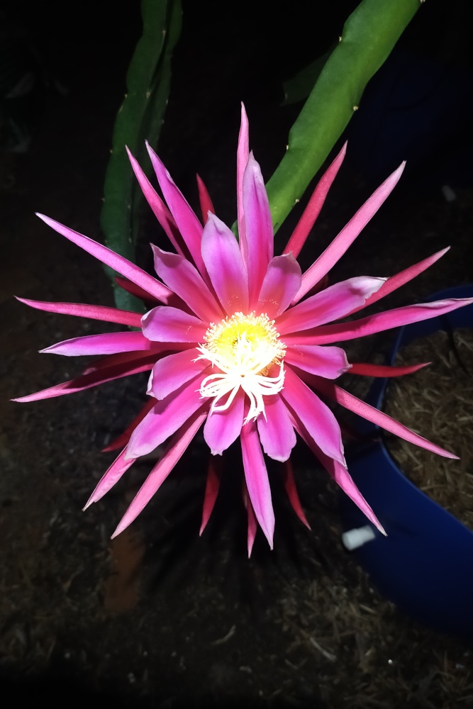 Night Flower